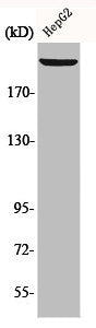 LAMB1 Antibody