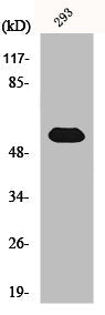 TOR1AIP1 Antibody