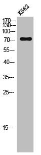 LIMK1 Antibody