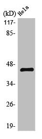 AGPAT4 Antibody