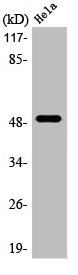 LTBR Antibody