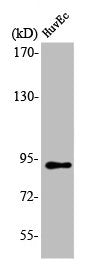 RBM5 Antibody