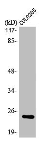 LYPLA1 Antibody