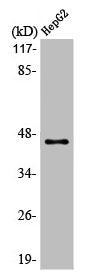 MAGEA1 Antibody