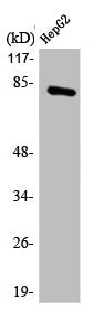 MARCKS Antibody