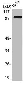 MARK1/MARK2/MARK3/MARK4 Antibody