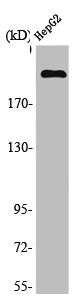 MAST2 Antibody