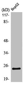 KCNMB4 Antibody