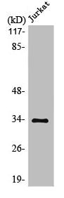 MBD3 Antibody