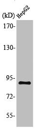 CDH15 Antibody