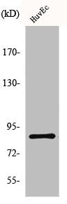 MFN2 Antibody