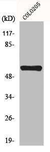 MITF Antibody
