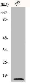 MDK Antibody