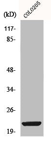BIRC7 Antibody