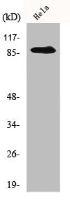 ZAK Antibody