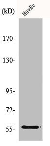 MMP19 Antibody