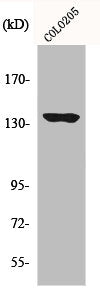 MN1 Antibody