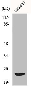 MOB3B Antibody