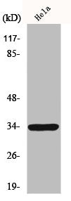 MRGPRE Antibody