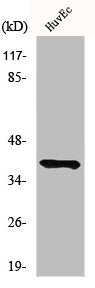 MRGPRF Antibody