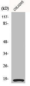 MYL9/MYL12A Antibody