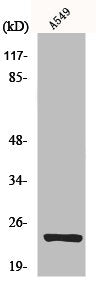 MRPL13 Antibody