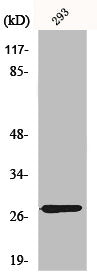 MRPL16 Antibody
