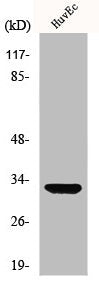 MRPL24 Antibody