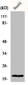 MRPL41 Antibody
