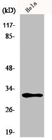 MRPL46 Antibody