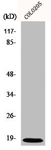 MRPL50 Antibody