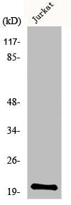 MRPL54 Antibody