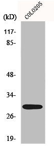 MRPL9 Antibody
