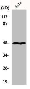 MRPS27 Antibody