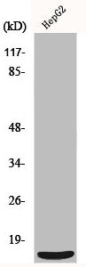 MRPS36 Antibody