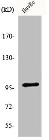 MKL1 Antibody