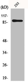 RPS6KA5 Antibody