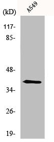 MYOG Antibody