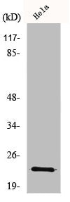 NOL3 Antibody