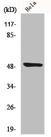 PKMYT1 Antibody