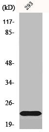 SCN2B Antibody