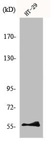 NAB2 Antibody