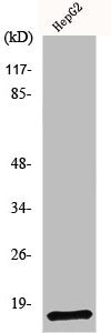 NDUFA4 Antibody