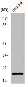 NDUFB10 Antibody