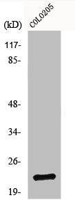 NDUFB9 Antibody