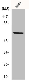 PVRL3 Antibody
