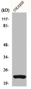 NSG1 Antibody