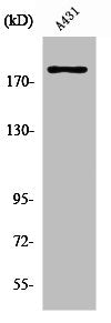 ERBB2 Antibody