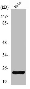 NRSN1 Antibody