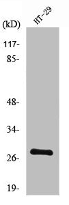 NXPH3 Antibody